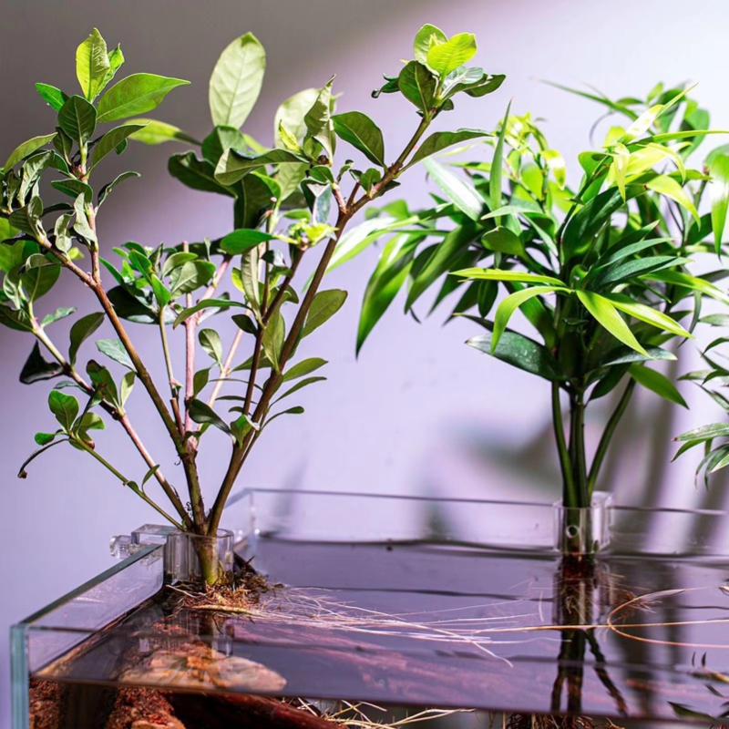 Hete Aanbieding 6 stuks Transp - Planted Aquarium For Sale recensie en prijs